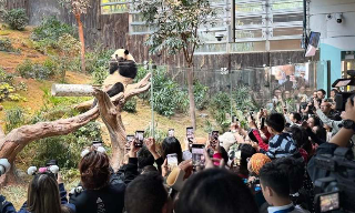 【视频】中央赠港大熊猫正式亮相 园方采用分流措施入场参观